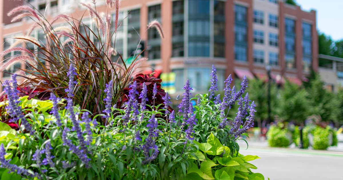 northwestern university